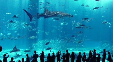 Istanbul Aquarium, with its 6,000 square meters area, a special-themed ...