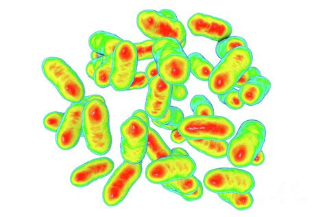 Prevotella Copri Bacteria Photograph by Kateryna Kon/science Photo ...