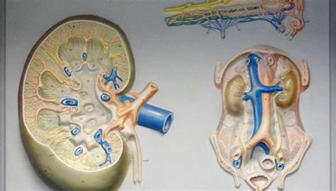 What Causes A Bruised Kidney - HealthyKidneyClub.com