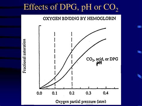 PPT - Myoglobin and Hemoglobin PowerPoint Presentation, free download - ID:586258