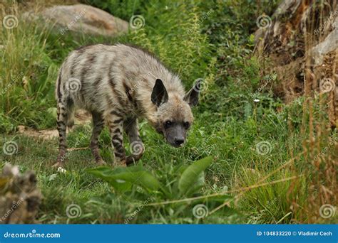 Brown Hyena Walking in the Nature Looking Habitat in Zoo Stock Photo - Image of carnivore ...