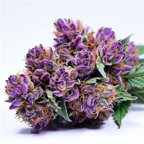 What are some examples of purple weed strains? – Barneys Farm