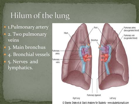 PPT - Pleura and Lungs PowerPoint Presentation, free download - ID:1931660