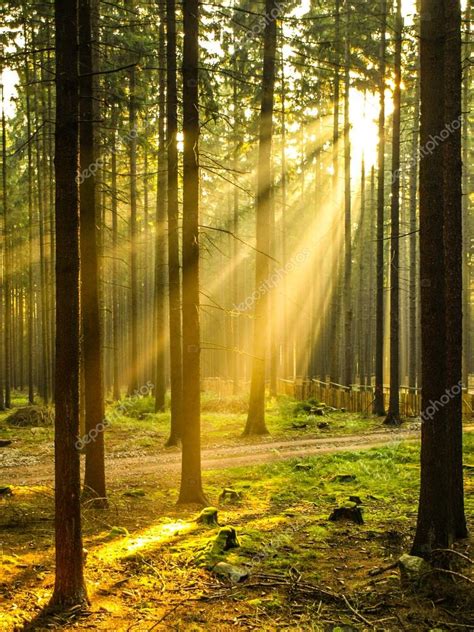 Sun rays shining through forest Stock Photo by ©pyty 106454172