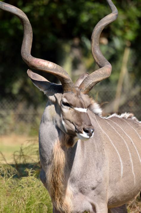 Greater Kudu Free Stock Photo - Public Domain Pictures