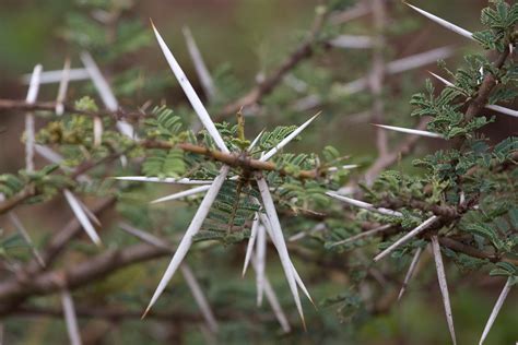 African Thorn Bush | Joe Langley | Flickr