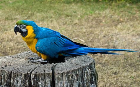 100 Great Parrot Name Ideas for Macaws and More - PetHelpful