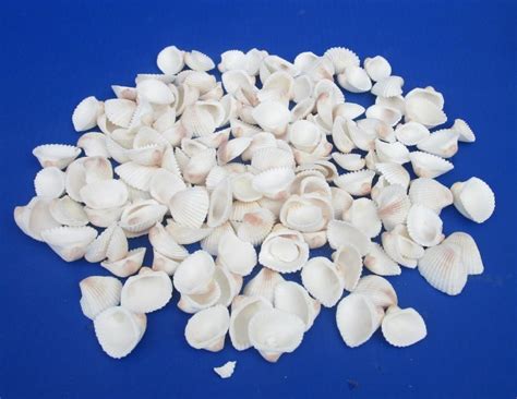 3/4 to 1-1/4 inches Small White Ribbed Cockle Shells for Crafts $5.00 a ...