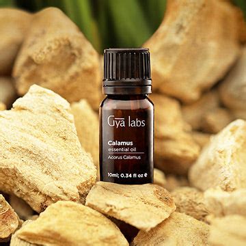 Shop Gya Labs' Calamus Essential Oil for Natural Calm!