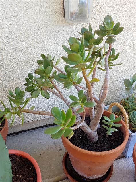 What should I do with this Jade? : r/succulents