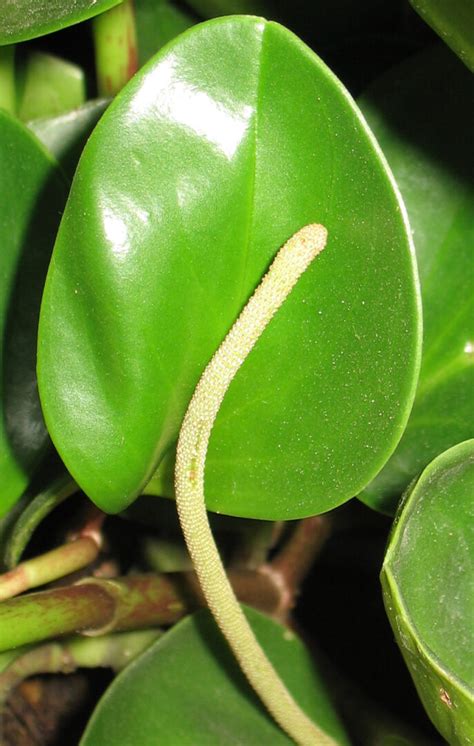 Baby Rubber Plant: 7 Top Care Tips For Peperomia Obtusifolia