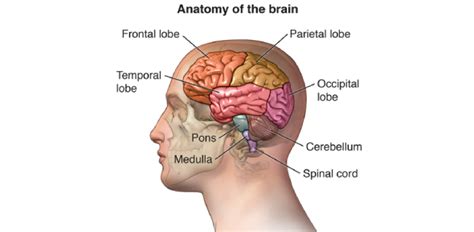 The Brain Anatomy Quiz: Trivia Facts! | Attempts: 1185 - Trivia & Questions