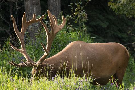 Discover Banff & its Wildlife | Canada Excursion