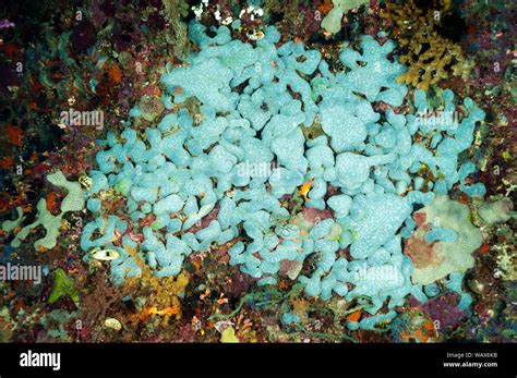 Colonial encrusting sponges Raja Ampat Indonesia Stock Photo - Alamy