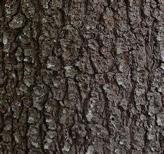 White Pine Tree Bark