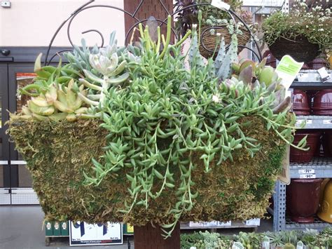 Apt Garden: Hanging Succulent Baskets