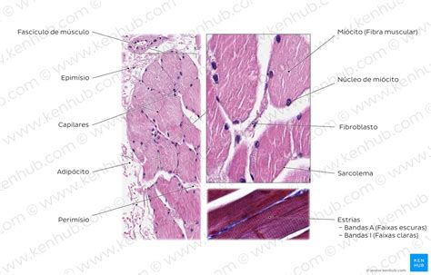 Muscle Fiber Type Histology