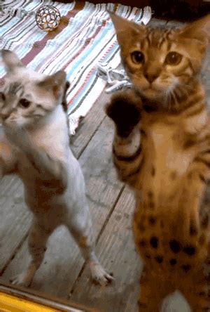 7 Best Cat Gifs of the Week – 26th September 2015