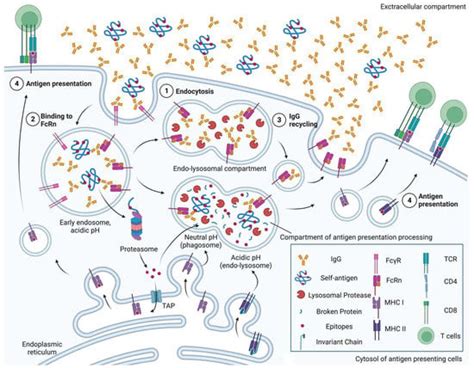 Pathogens | Free Full-Text | Roles of FcRn in Antigen-Presenting Cells during Autoimmunity and a ...