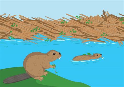 30+ Beaver Dam Illustrations Illustrations, Royalty-Free Vector Graphics & Clip Art - iStock