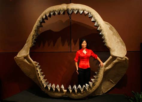 Megalodon Extinction: Scientists Discover What Killed Earth's Most ...