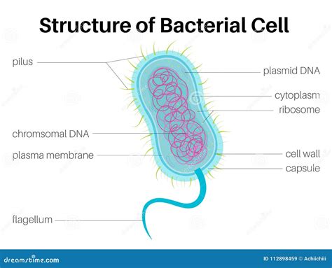 Structure of Bacterial Cell Stock Illustration - Illustration of diagram, germs: 112898459