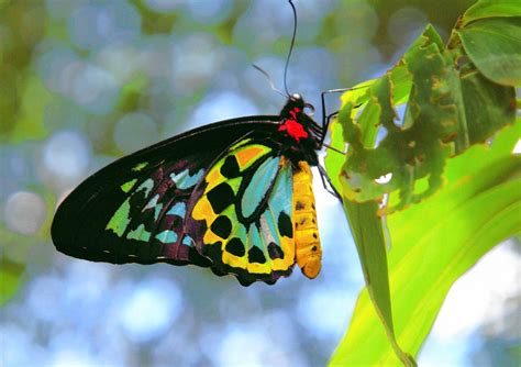 Kuranda Butterfly Sanctuary - All Cairns Tours