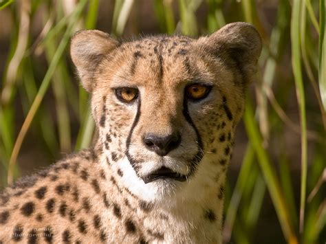 On White: Cheetah Close-Up at the Memphis Zoo, Tennessee by D200-PAUL [Large]