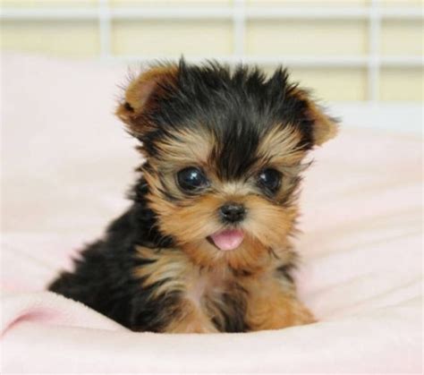 Regalo cachorros de yorkshire terrier - miniture en Sant Salvador de Guardiola - Animales ...