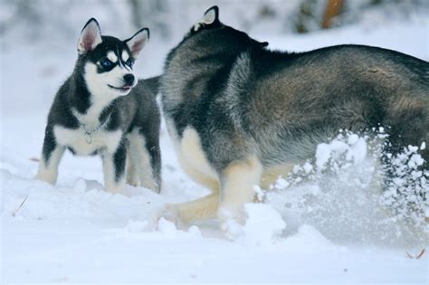 Siberian Husky Snow Dogs HD Wallpapers