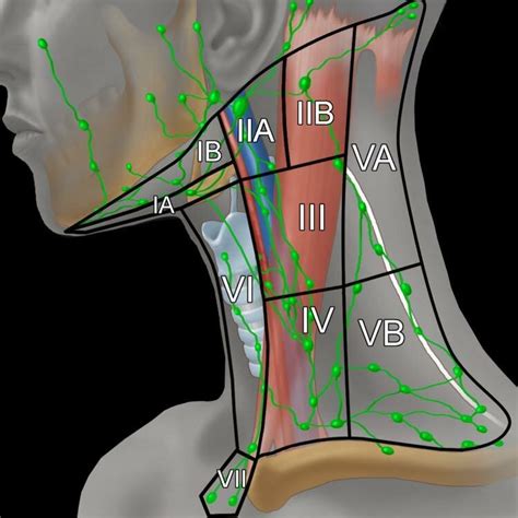 Lymph Nodes Diagram Neck