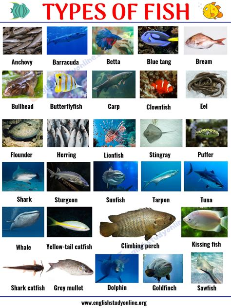 Interesting List of 29 Types of Fish with Pictures in English - English Study Online