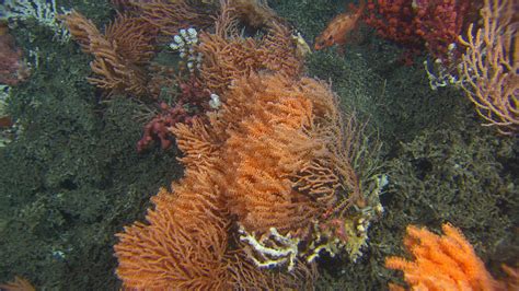 New coral reefs discovered off Northern Norway | Mareano - The Sea in Maps and Pictures