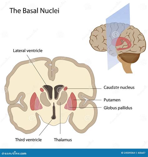 The Basal Nuclei Of The Brain Stock Vector - Illustration of body ...