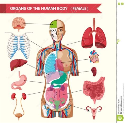 Organs Of The Human Body Diagram Stock Vector | Best Diagram Collection