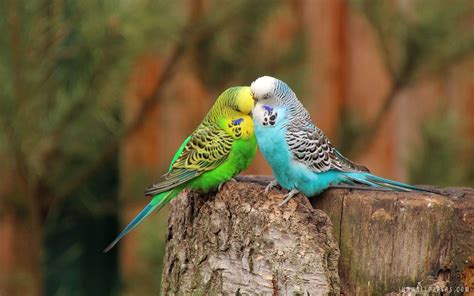 Budgie Wallpapers - Top Free Budgie Backgrounds - WallpaperAccess