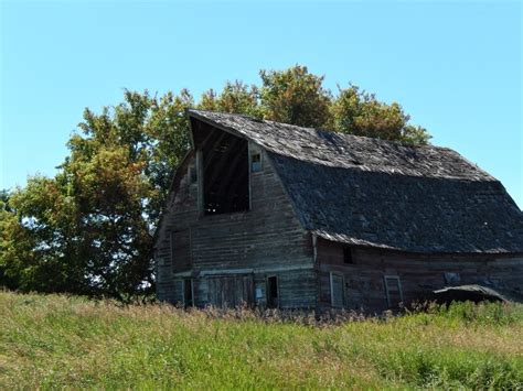 Barn Swallow : Minnesota Breeding Bird Atlas