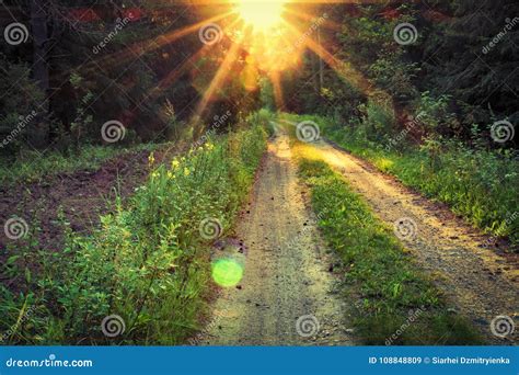 Bright Sunrise with Vivid Sunbeams Over Forest Path. Green Forest in ...