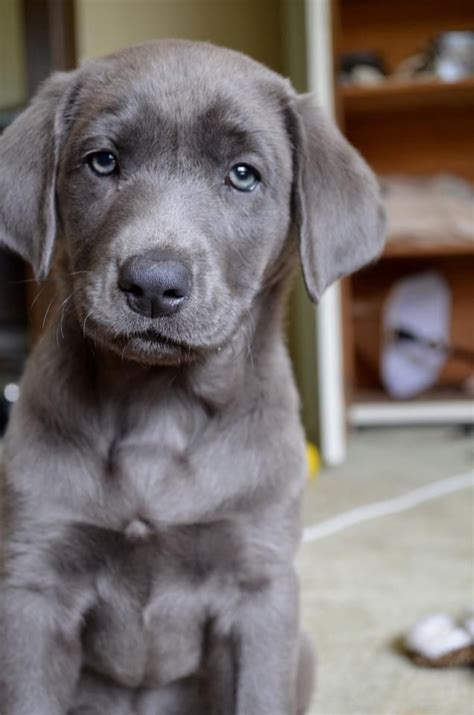 Silver lab :) beautiful | Puppies, Lab puppies, Baby animals