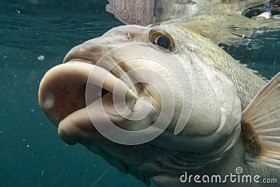 Fish Lips Stock Photo - Image: 26237900