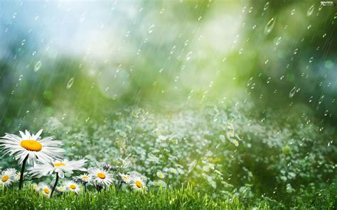 daisy, Rain - Beautiful views wallpapers: 2880x1800