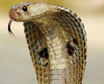 Indian Cobra aka Black, Spectacled, Pakistani Cobra | Animal Pictures ...