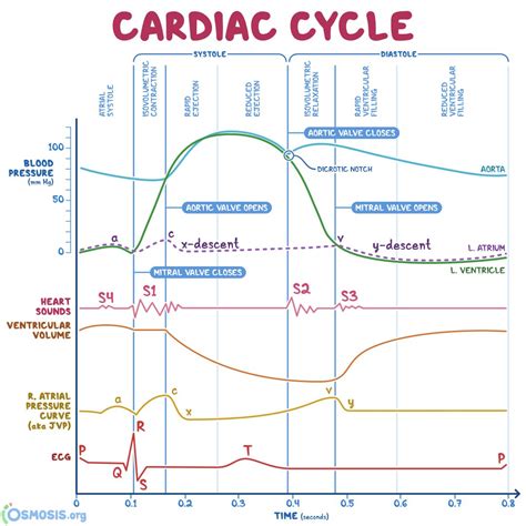 052 The Cardiac Cycle Interactive Biology, With Leslie Samuel | atelier-yuwa.ciao.jp