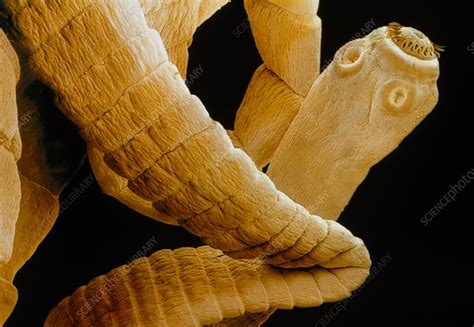 Coloured SEM of a tapeworm, Taenia sp. - Stock Image Z165/0046 - Science Photo Library