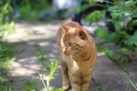 5 Catbreeds That Love the Outdoors — Elite Veterinary Care