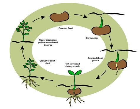 Life Cycle Of Plant