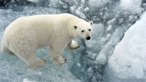 Polar bears: The largest land carnivores | Live Science