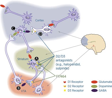 Dopamine Receptors In The Brain