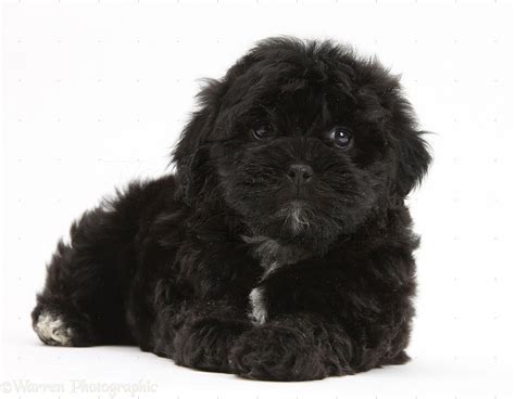 Black And White Maltese Shih Tzu Puppy | Puppies Cares