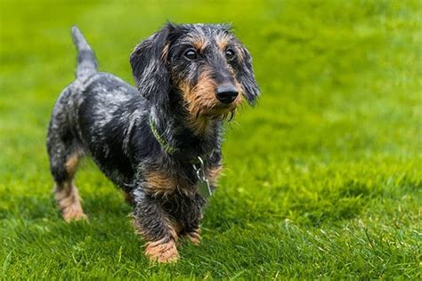 Wire-haired Dachshund: Your Complete Guide to the Breed